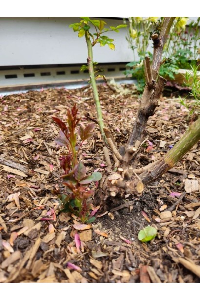 Обрізаний кущ троянди Малібу восени